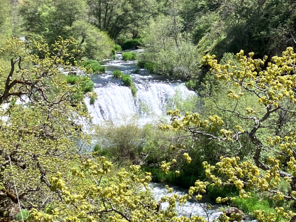 A river flows through banks of plants and trees.