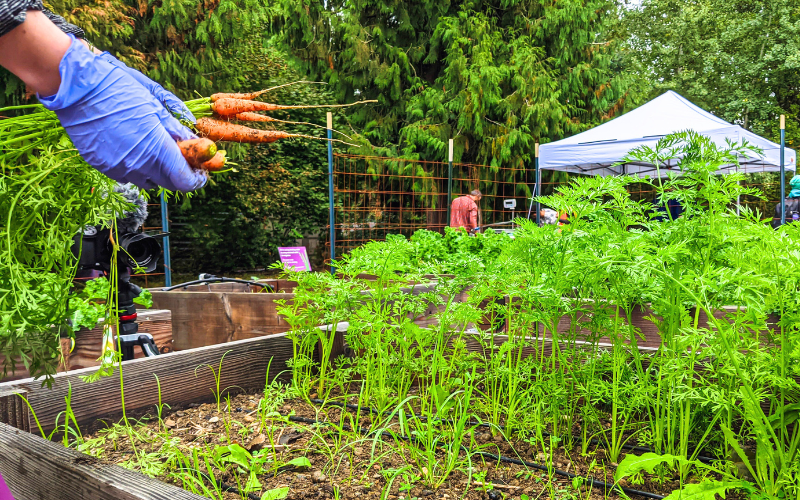 Hands holding carrots by a garden plot.