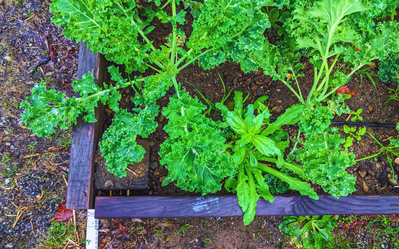 Garden plot viewed from above.